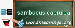 WordMeaning blackboard for sambucus caerulea